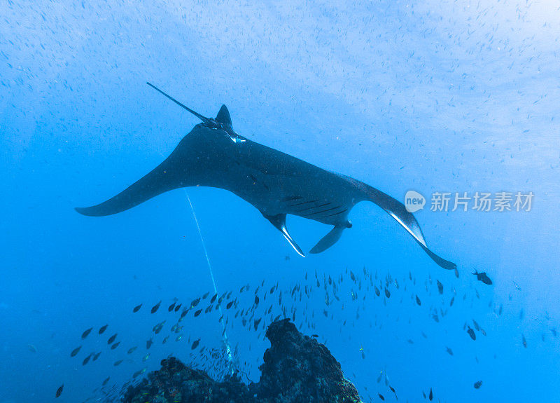 远洋蝠鲼(Manta birostris)游过清洁站。在世界自然保护联盟的红色名单中，这些优雅的动物正在成为野外罕见的景象。